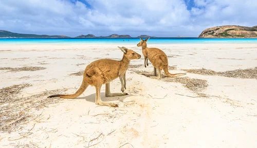 Administrator denies domain investing ban — Australia domain