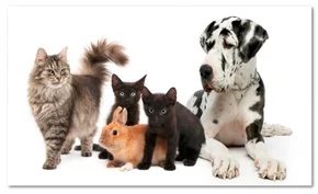 Another objection to .Pets domain name — Donuts loses