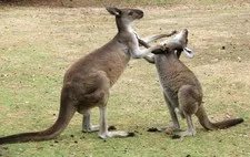 Watch Out for Australia, Too. — Going Offshore?