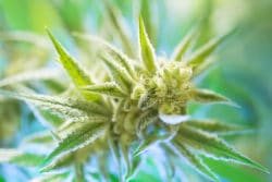 Marijuana domain names dominate .com