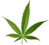 Wants another marijuana domain name — Marlboro maker