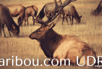 $91K Caribou.com Domain Wins UDRP Defense