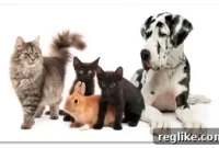 Donuts’ .Pets Domain Objection Rejected Again