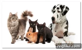 Donuts' .Pets Domain Objection Rejected Again 2 How many pets are there?