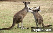 Kangaroo fight Kangaroo fight - illustrating the challenges and potential conflicts in global domain governance