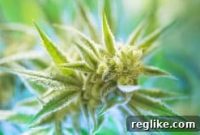 The Green Rush: Cannabis Dominates .com