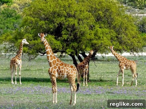 Brent Oxley HostGator Domains Tanks Unexpected Passions 2 Two giraffes standing near a dirt road at Ox Ranch in Texas