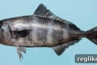 Pilotfish.se Owner Tried to Usurp Pilotfish.com