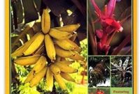 Cultivating Fortune How a Tropical Plant Guru Sold Plants.com for 450000