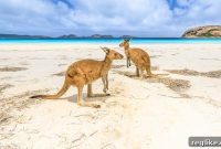 Australia’s Domain Watchdog Dispels Investment Ban Speculation