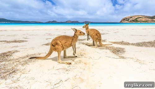 Australia's Domain Watchdog Dispels Investment Ban Speculation 2 Two kangaroos on a sandy Australian beach at sunset, symbolizing digital opportunities and domain investment Down Under.