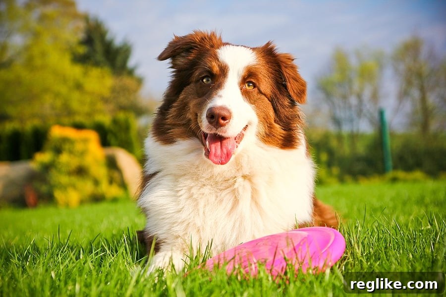 Trademark Trouble: 7 Words to Dodge in Your Domain Name 2 A dog lying down with a pink flying disc