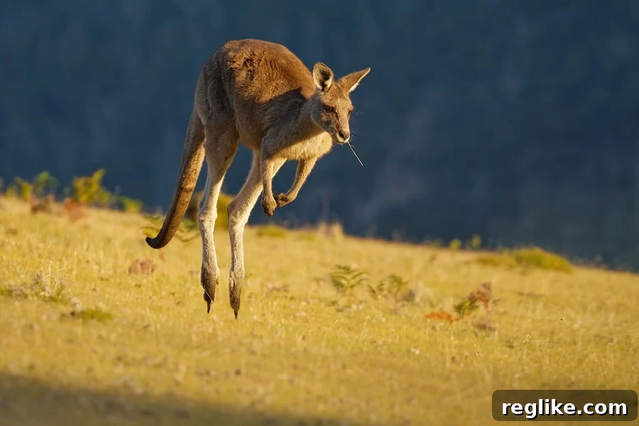 Picture of a kangaroo hoping