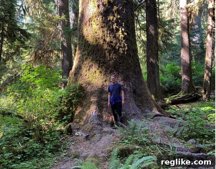Mastering Domain Bids My Way 2 Andrew Allemann stands amidst the lush, ancient trees of the Hoh Rainforest, a symbol of being disconnected yet strategically present in the domain auction world.